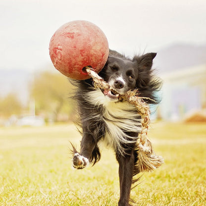 jolly pets romp n roll, orange