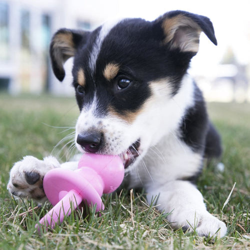 Kong: Puppy Binkie Dummy Medium