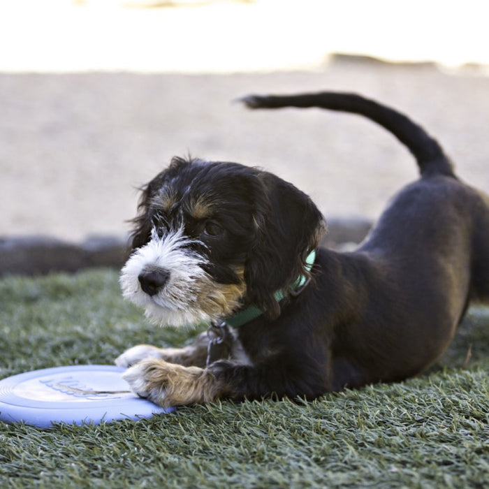 Kong: Puppy Flyer